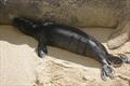 Hawaiian monk seal pups are born with a black coat of fur. As they age, they shed this dark fur for a silvery-gray coat