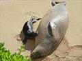 Hawaiian monk seal RK96 (Kaiwi) is a 6-time mom. She birthed three pups on the Kaiwi coastline of O?ahu and now three pups on Kaimana Beach, Waikiki